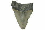 Fossil Megalodon Tooth - North Carolina #295229-1